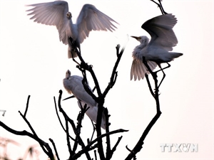Hai Duong’s stork island becomes national relic site