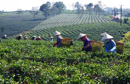 Vietnam’s tea planted on dioxin-free land