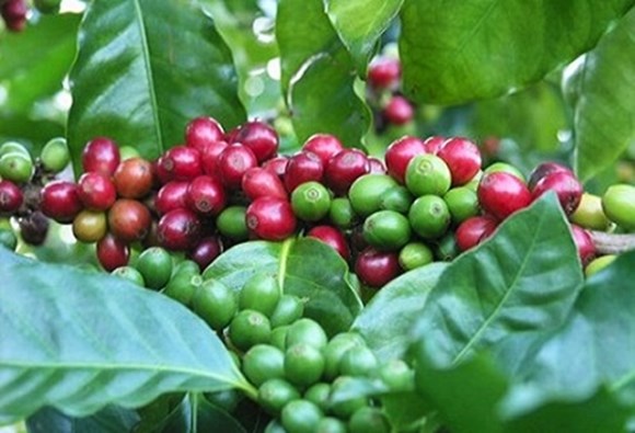 Agriculture, forestry, seafood exports hit USD28billion