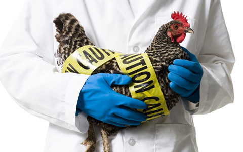H5N1 virus returns to Egypt