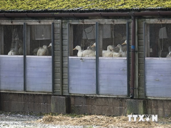Britain records avian flu outbreak