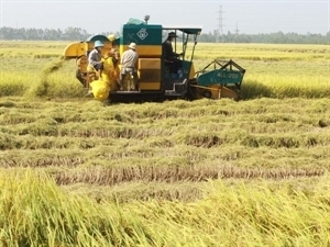 Mekong Delta exports of high quality rice soar
