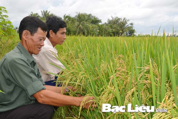 Duy trì và nhân rộng mô hình cánh đồng mẫu lớn