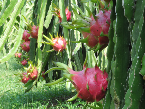 Fruit and vegetable exports to hit USD1 4 billion in 2014