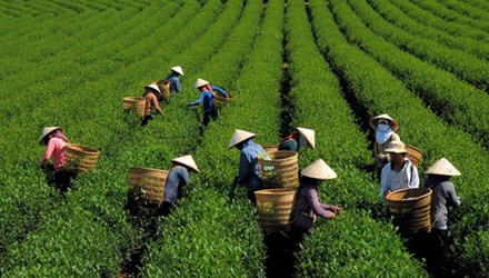 Vietnamese tea receives customs clearance to enter Taiwan