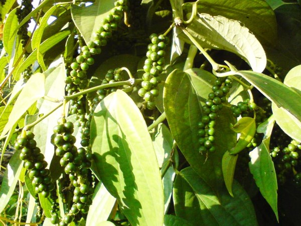 Vietnam holds world record in pepper production and exports