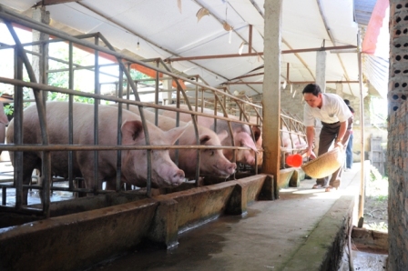 Lập Thạch Vĩnh Phúc  Nhiều kết quả đạt được trong ngành chăn nuôi