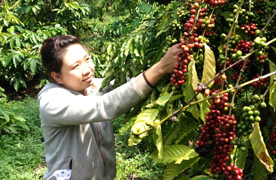 Vietnam’s agriculture, forestry and seafood exports to India hit over USD335 million
