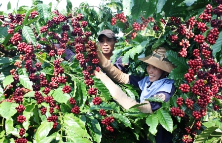 Bientôt la 5e édition du Festival du café de Buôn Ma Thuôt