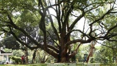 Reconnaissance des deux camphriers de la villa de Bao Dai comme patrimoine