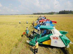 Mekong Delta exports 5 85 million tonnes of rice