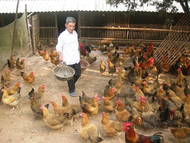 Vĩnh Phúc Còn nhiều khó khăn trong phát triển mô hình liên kết chăn nuôi theo chuỗi giá trị