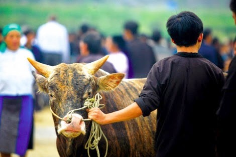 Hà Giang  découverte du marché forain aux bœufs de Meo Vac