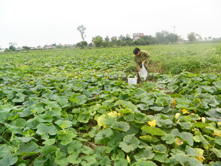 Xây dựng những cánh đồng chuyên canh cây vụ đông ở Hưng Yên