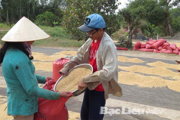 Nông dân trúng đậm vụ lúa Tài nguyên