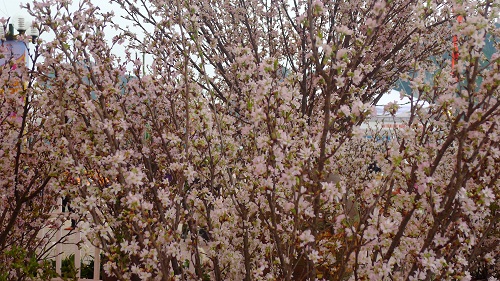 Japanese cherry blossom festival in Hanoi in March