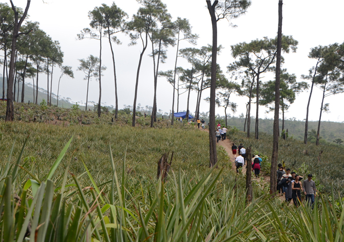 20,000 tourists visit Loi Am pagoda during Tet