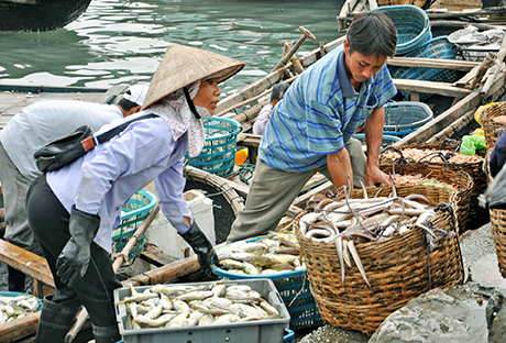 Quang Ninh’s seafood output hits 6,330 tonnes in January