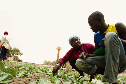 La FAO invite à accélérer la transformation économique de l Afrique