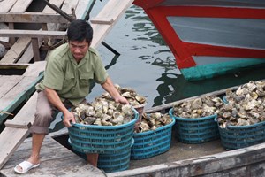 Island tipped to become fisheries logistics HQ