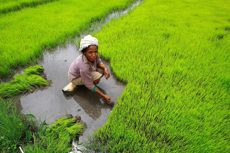 FAO le monde doit augmenter la production alimentaire
