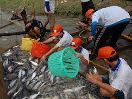 Mekong Delta aims for 1 3 million tonnes of tra fish output