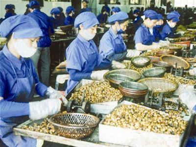 越南着力实现腰果可持续发展