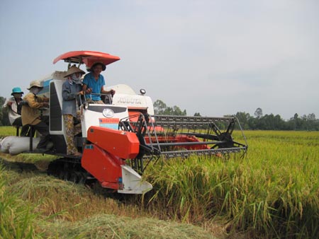 Fourteen banks permitted to lend for winter-spring rice purchase
