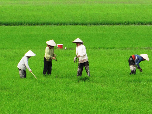 Nguy cơ tăng diện tích xâm nhập mặn vùng ven biển Bắc bộ
