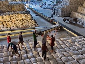 Rice exports hit nearly USD150 million in February