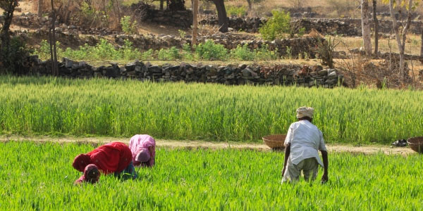 FAO Les prix alimentaires ont augmenté en mars