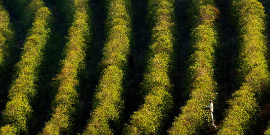 Au Brésil, la sécheresse menace la production de café