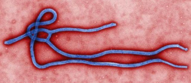 Le Maroc se protège de la fièvre Ebola qui sévit en Guinée