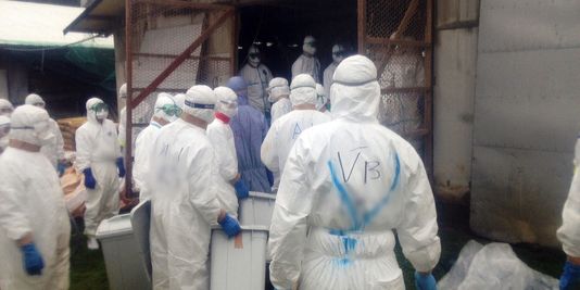 Japon Résurgence de la grippe aviaire, 112 000 poulets abattus