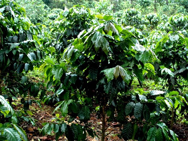 Overseas Vietnamese group in Laos expands its investment
