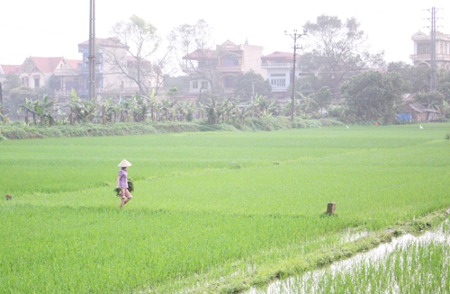 Xử lý nghiêm sai phạm trong việc hỗ trợ kinh phí cho nông dân tại Tiên Lãng