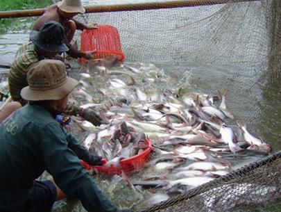Pangasius fish exports strive to hit USD3 billion target by 2020
