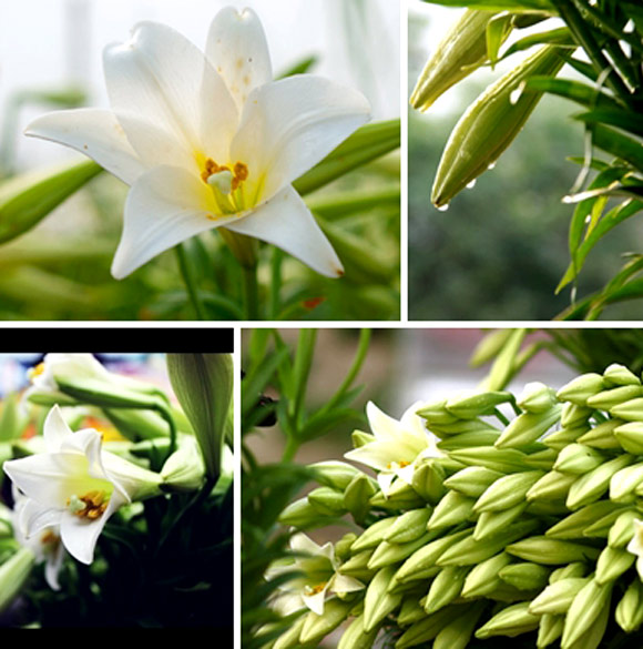 Avril, saison des fleurs du lys