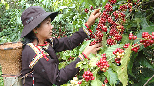 Gigantic rise in coffee export to Algeria