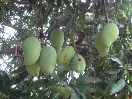 Dong Nai’s agricultural product exports hit USD219 million in the first quarter