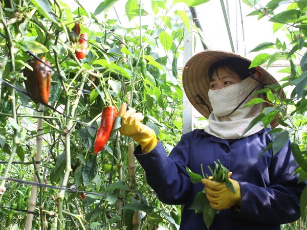 Da Lat clean vegetables to be shipped to RoK