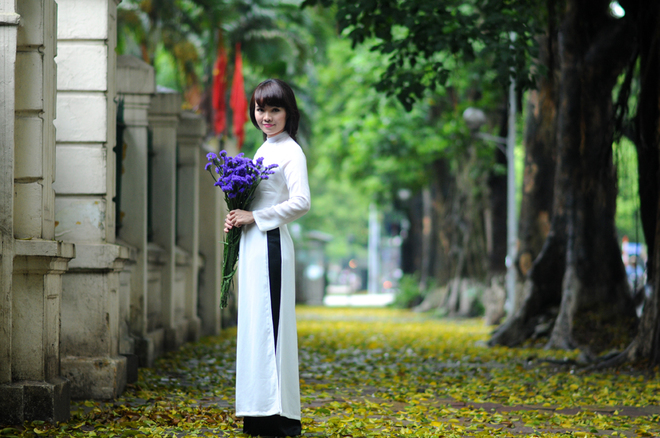 Yellow leaves during late Spring in Hanoi