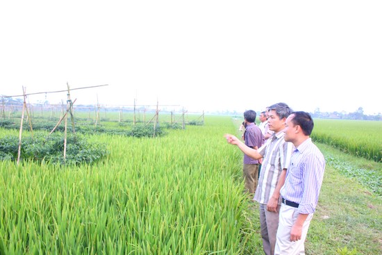 Mô hình nông thôn mới ở Ninh Bình