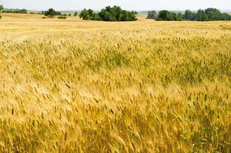 Ukraine crise oblige, les céréaliers contraints aux économies