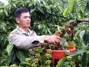 Dak Lak enjoys strong coffee trade with foreign markets