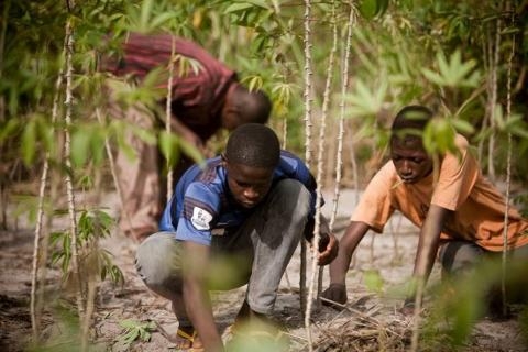 L ONU au secours des paysans centrafricains