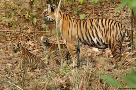 Russie et Chine aident la Corée du Sud à protéger tigres et panthères