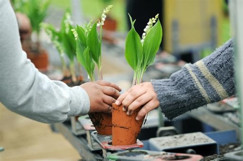 Pour le 1er mai, quantité et qualité du muguet au rendez-vous