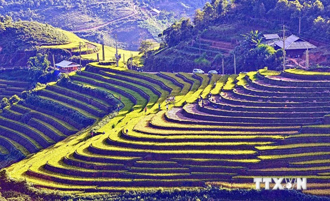 Lao Cai Les rizières en terrasses attirent les visiteurs