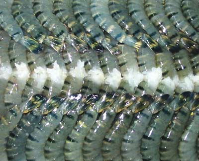 Shrimp exports to US rise 200 percent